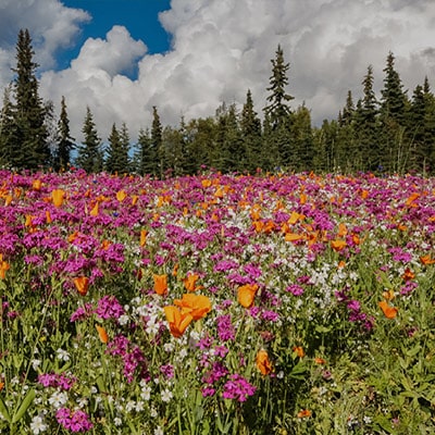 Wildflower Meadows in Gateshead, Durham - Green Horizon Eco Solutions