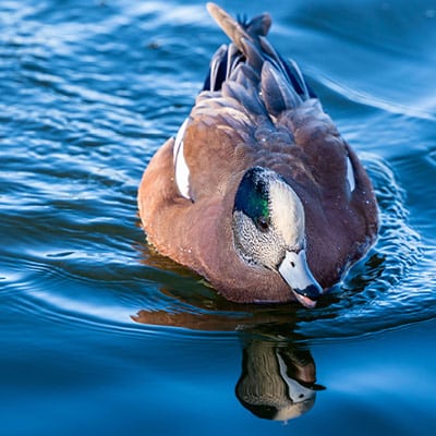 Wildlife Ponds in Durham, Newcastle - Green Horizon Eco Solutions